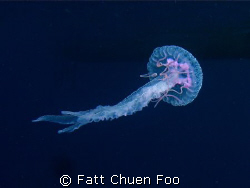 Jellyfish taken in Perhentian with Olympus SP350, two Ino... by Fatt Chuen Foo 